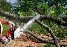 How Our Tree Care Process Works  in  Warsaw, IN