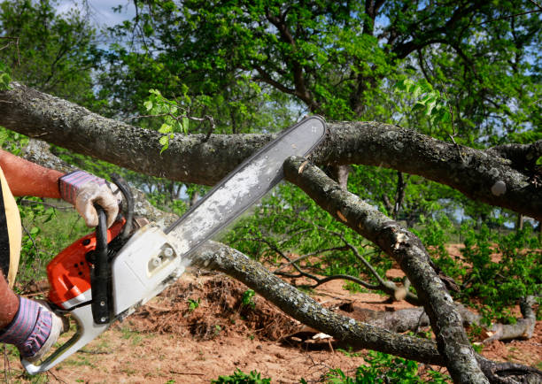 Best Tree Cabling and Bracing  in Warsaw, IN